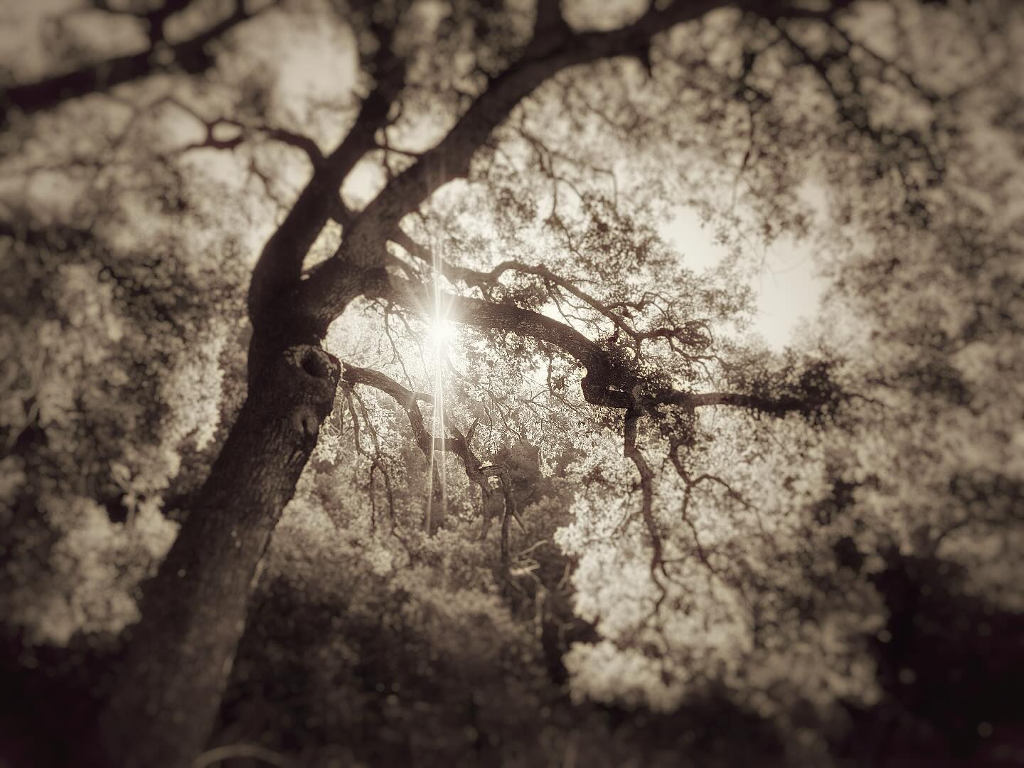 I saw it like this… in my minds eye…. Honest!!! 😅🥰