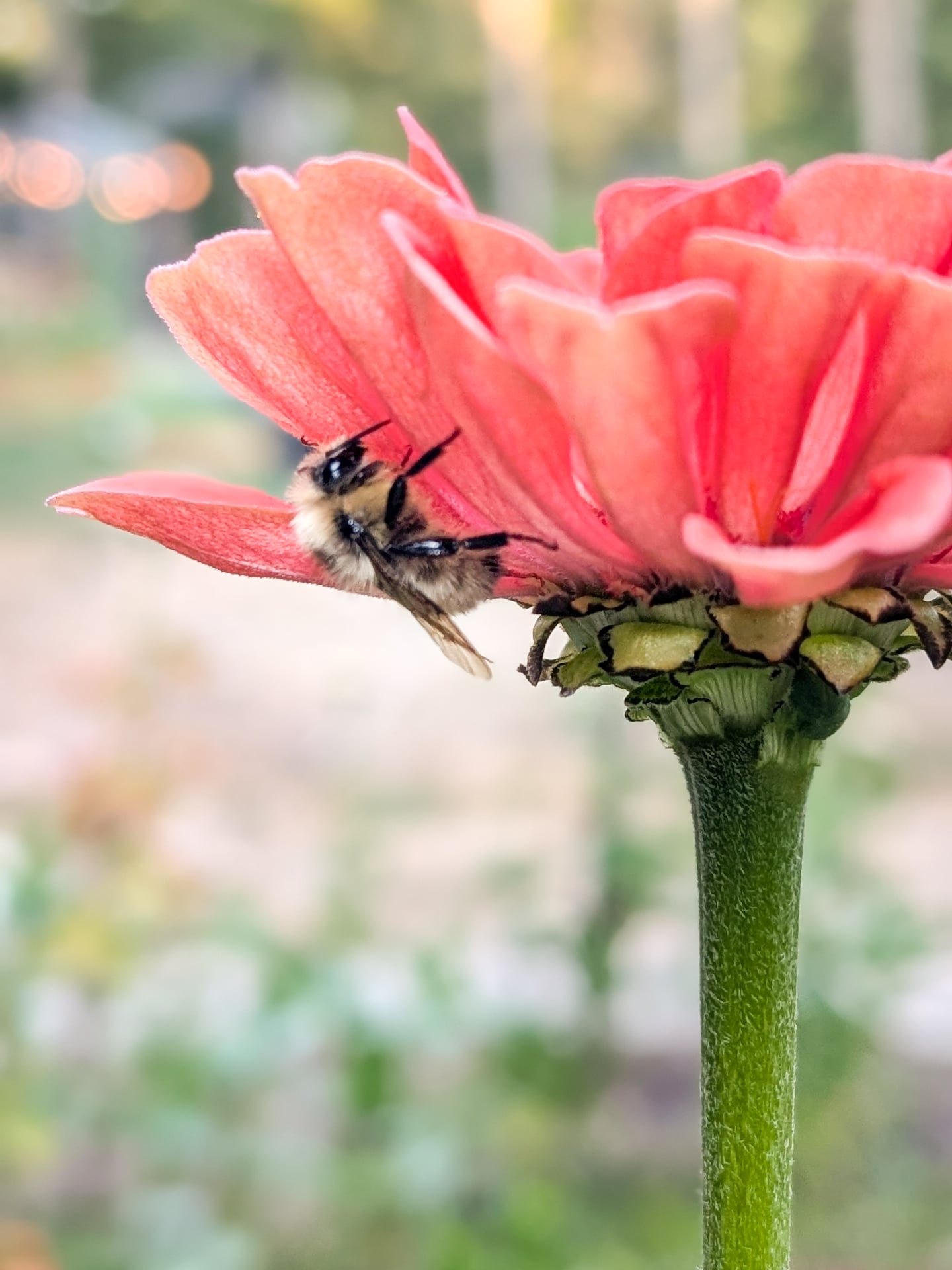Goodnight from this little bee, all tucked in for the evening.
#gigharborflowers #flowerstand #uptowngigharbor #gigharbormoms #zinnias