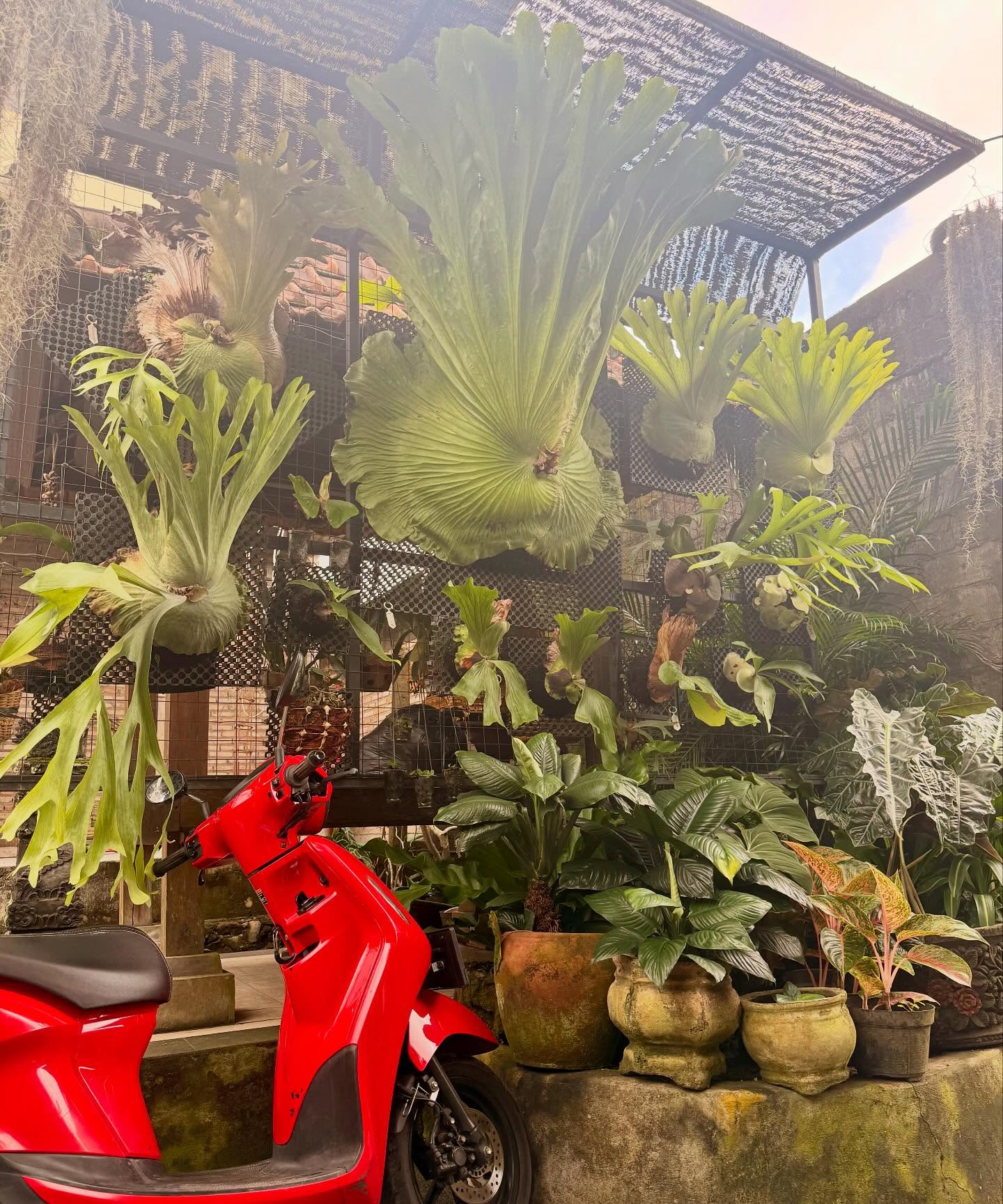 Staying in a traditional Balinese compound where the fern is the size of a small car, grandma smiles like sunshine, and even the chickens seem spiritually grounded.
Peak serenity. Zero infinity pool required.
#WhereTheTuk #FernGoals #CompoundCool #GreenIsTheNewLuxury #BalineseBliss
