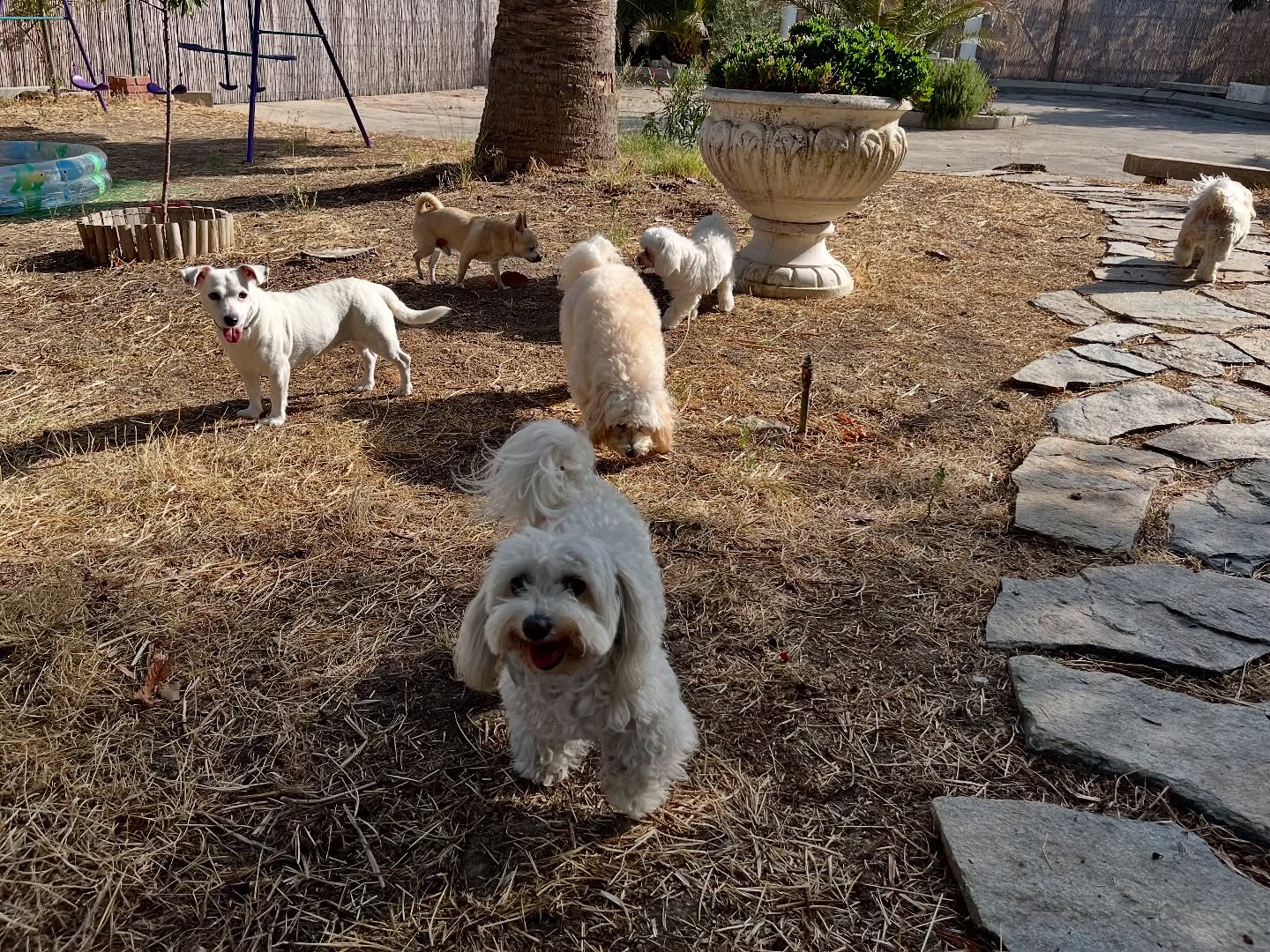 #cuidadoresdeperros #madrid #mascotas #españa #igersmadrid #perros #dogs #dogsofinstagram #perrospequeños #dogslife #dogfriend #fotosdeperros #comoencasa #vacaciones #doglover #pomeranian #chihuahua #caniche #bichón #bichonmaltes #shitzu #shitzulovers #pomerania #pomeraniaespaña #verano #verano2025 #summer