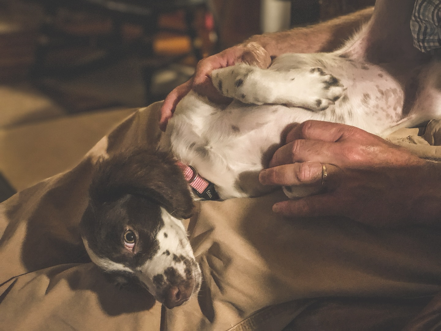 🧠 Did you know your gun dog starts forming lifelong habits before 16 weeks old?
That tiny puppy bouncing around your home isn’t “too young” to start training. In fact, those first few weeks are when your dog’s brain is like a sponge—absorbing routines, reactions, and rules (or lack of them).
What’s really being shaped in those early weeks?
🔸 How your pup responds to pressure or correction
🔸 Their confidence in new places or around loud noises
🔸 Early retrieving drive and interest in birds
🔸 Whether they see you as a leader—or just a treat dispenser
🔸 Their response to structure and boundaries
Here’s the truth:
👉 The dog you’ll hunt with at 2 years old…
🦴 Is already forming habits at 8–12 weeks.
Don’t waste the most valuable window in your dog’s development. Set the tone early—and get it right.
🎯 Train the pup today so you don’t retrain the dog tomorrow.
👇
Want expert help with your puppy’s development?
📲 Visit www.spanieltraining.com to get started with a plan that builds future success—right from day one.
🏷️
#GunDogTraining #SpanielPuppy #WorkingDog #PuppyDevelopment