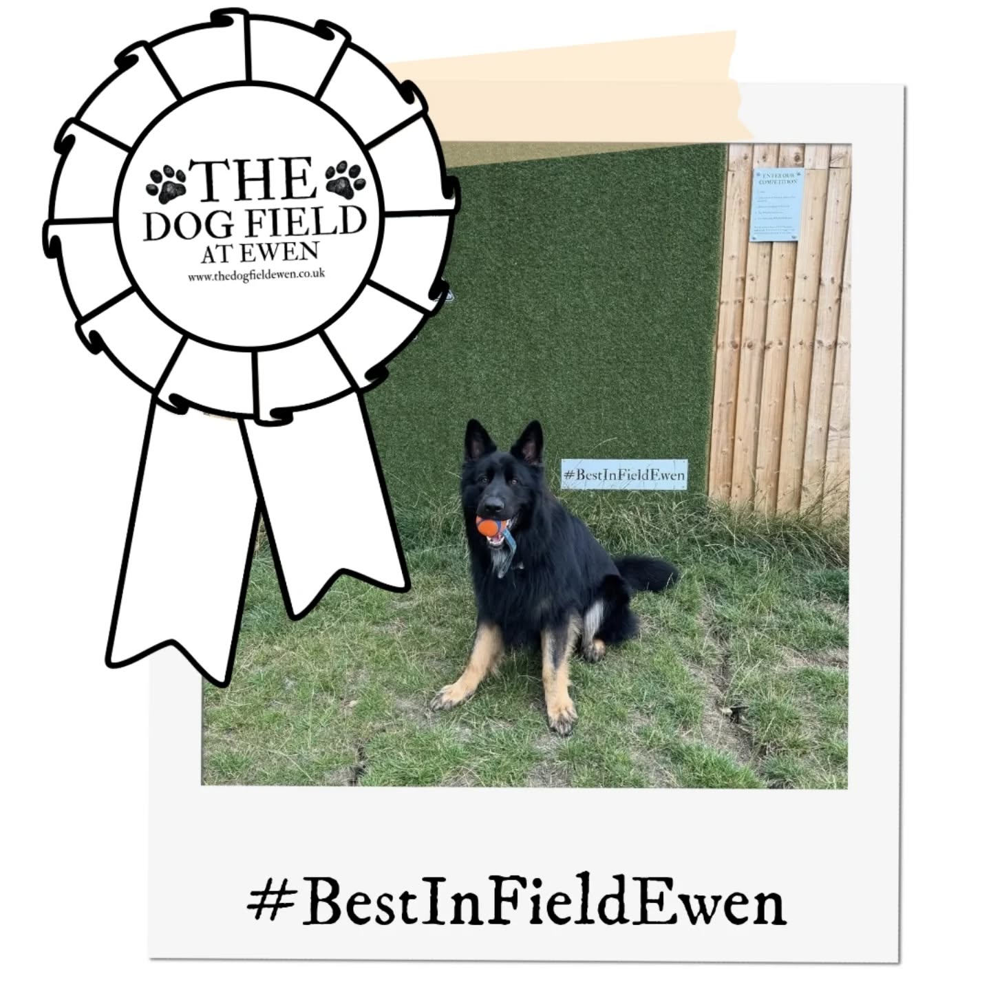 July's winner of #BestinFieldEwen is here!
Congratulations to the very lovely @montgomery_hurricane_bear!
Your points for more morning walkies are coming you way!
#dogfield #germanshepherd #dogwalk #dogsofinstagram