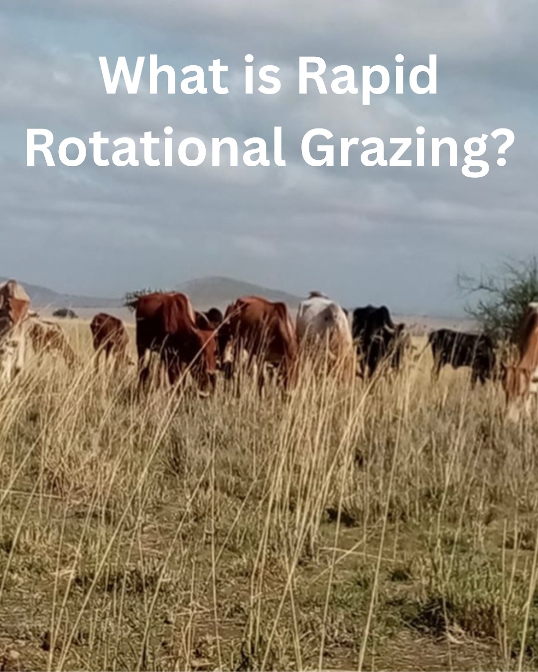 Our soil carbon projects safeguard traditional pastoral practices. The Maasai have long managed communal lands through seasonal grazing; moving between wet and dry season ranges. Using a rotational grazing approach enhances—not restricts—this system. This method promotes livestock to be more mobile within these grazing areas, and purposefully supports historic livestock movement among grazing areas.
Read more at our website: https://www.sftftz.co.tz/about