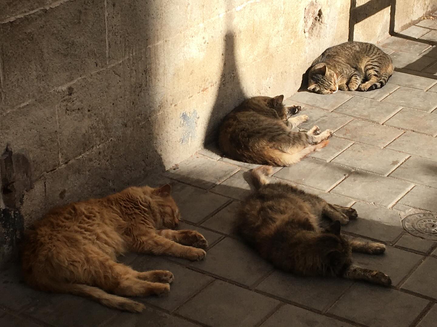 Happy International Cat Day! 🐈⬛😻