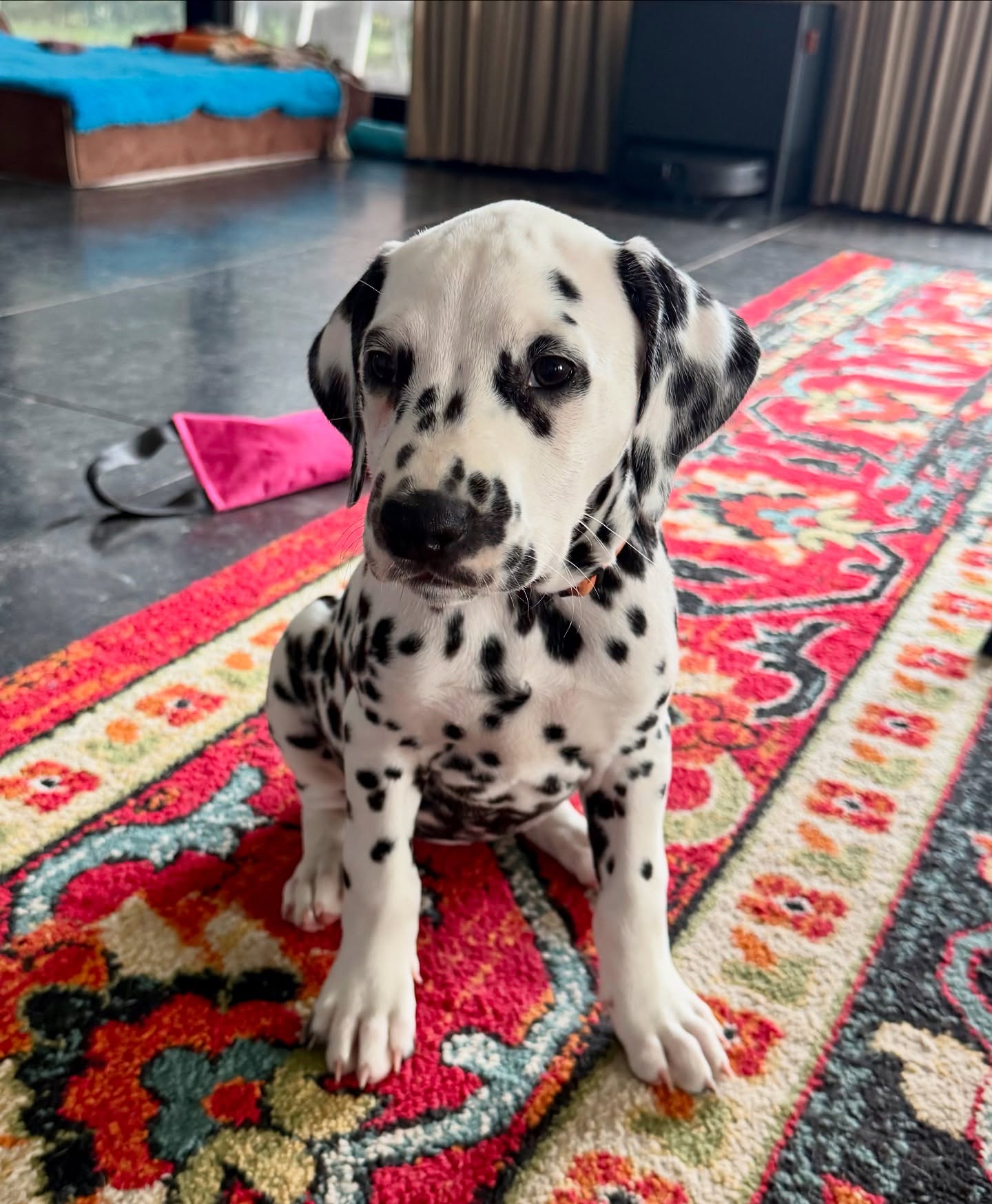 Inmiddels is de tweede pup ook al weer verhuisd. De tijd vliegt!
Crystal Valkyrie My Spotted Heart Dream aka Dice (Spotnik’s Viking Victory X Lichtenbelt’s Summer Breeze)😍
#meteenlacheneentraan #kleinepupswordengroot