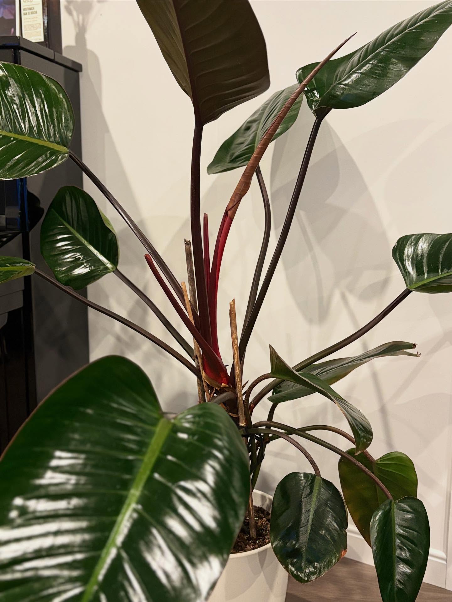 This was a tiny baby when I was gifted it… look at what it has grown into 💜
Love these reflections against the winter light 🍃