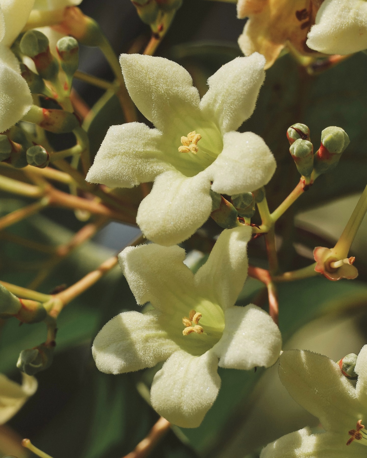 The Soft Archive | edition four.
Dear Week of Fox and Thunder,
You let the Emmenopterys bloom. Not just a tree, but a quiet marvel measured in patience and decades.
Mushrooms climbed a tree like they had somewhere to be.
Books cycled in and out like tides. One finished, one begun, one newly arrived in the comforting thump of post.
Storms rumbled, rain pattered, and cats stretched sleepily on windowsills, perfectly unbothered.
And the fox returned. This time, I caught him. A photograph, at last - burnished and close. I’ve named him Finch.
You ended with an open sky, a film under the fading light, and a slow breakfast shared in the heart of Guildford.
Small joys. Gathered gently. Come again soon.