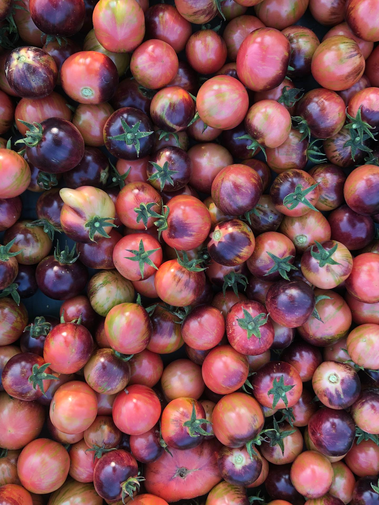 Black strawberry tomatoes - coming to the market this Saturday!