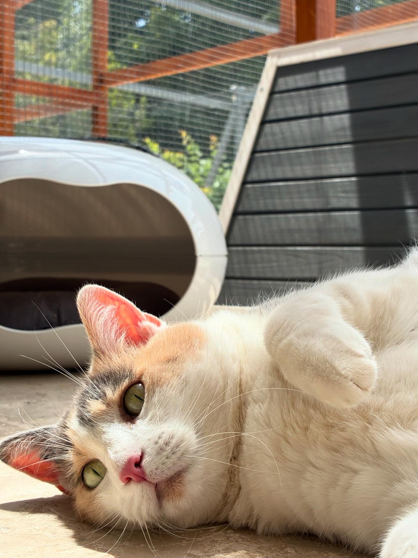 Des regards perçants, des patounes velues et des ronrons à profusion, vos chats en vacances 🐱
Olympe, Mao, Ramses, Mowgli, Mozart, Uta, Volgaa, Ola, Léon et Pumkin sont les stars du jour 😎
#larecreduchat #pensionpourchats #chatterie #hotelpourchat #aixenprovence #aixmaville #cat #catlover #cats_of_instagram #catlife #aout