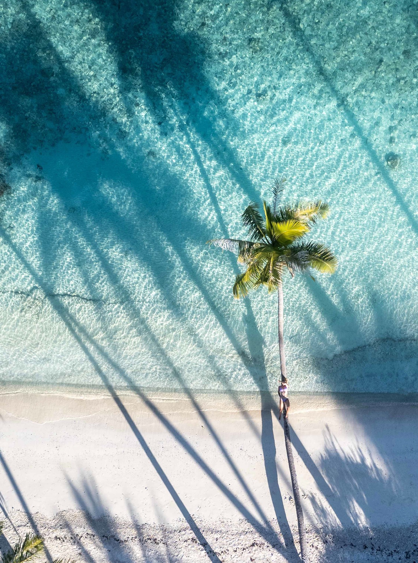 Un instante suspendido entre cielo y mar.
A la sombra de una palmera solitaria, el alma se rinde al susurro del paraíso.
Aquí, el lujo es silencio, pureza... y conexión con lo esencial.
-
A moment suspended between sky and sea.
Beneath a lone palm tree, the soul surrenders to the whisper of paradise.
Here, luxury is silence, purity… and connection to the essential.
📷 @dmonmond
#MoemoeaTravel #PolinesiaFrancesa #FrenchPolynesia #Fakarava #Paradise #BeachVibes #PostcardPlaces #LoveTahiti