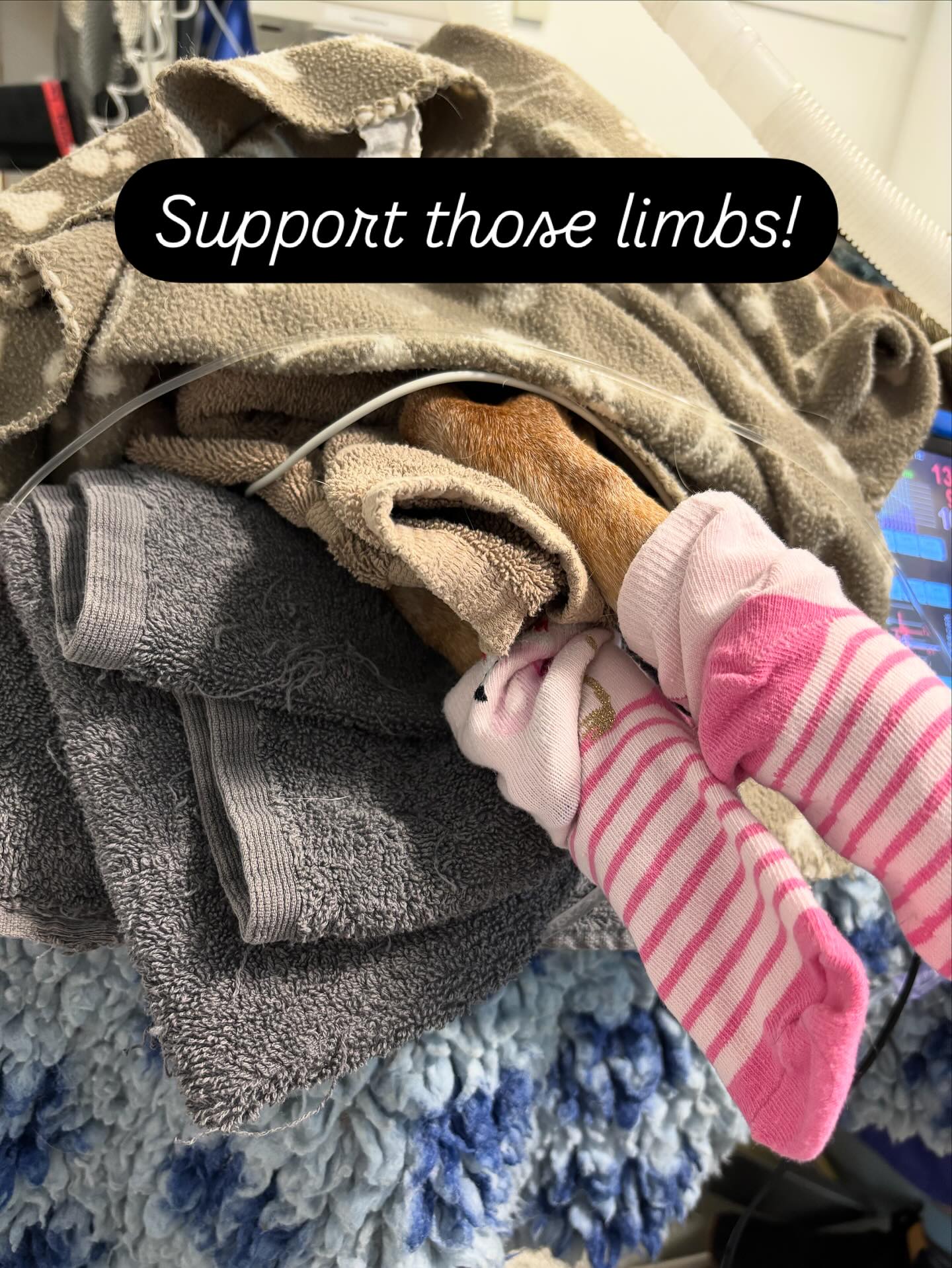 Under sedation or general anaesthesia our patients need support to their joints and limbs! Nice thick bedding underneath them is important but remember a limb laying on another limb for a prolonged period of time can be sore and uncomfortable too- especially in our older/skinnier patients. We roll a towel or a blanket and place it gently between their limbs as shown- hoping they feel more comfortable and not stiff and sore on recovery 💕🐾