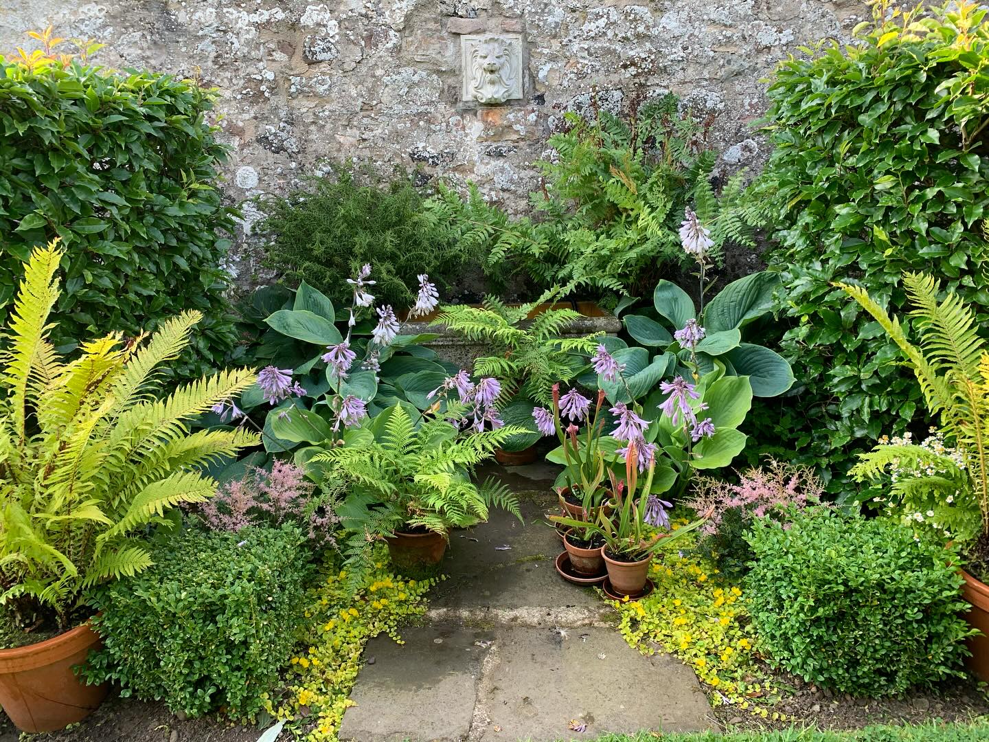 The Fernery. Pops of purple from the Hostas and Astilbe create some contrast with the greens of the laurels and ferns, while golden creeping Jenny picks up on the late summer colour of the shuttlecock ferns.
#gardenblog #garden #thescottishcountrygarden #scottishcountrygarden #gardenbloguk #scottishgardenblog #headgardenersblog #countrygardenblog
#gardenblogger #summergarden#scottishgarden #scottishgardener #gardenjournal #scottishgardenjournal #gardendiary #gardenersdiary #oldgarden #walledgarden #oldfashionedgarden #walledgardenblog #gardeninscotland #thegardeninaugust #augustgarden
#gardenwriter #ukgarden #gardensofScotland #gardensofgreatbritain