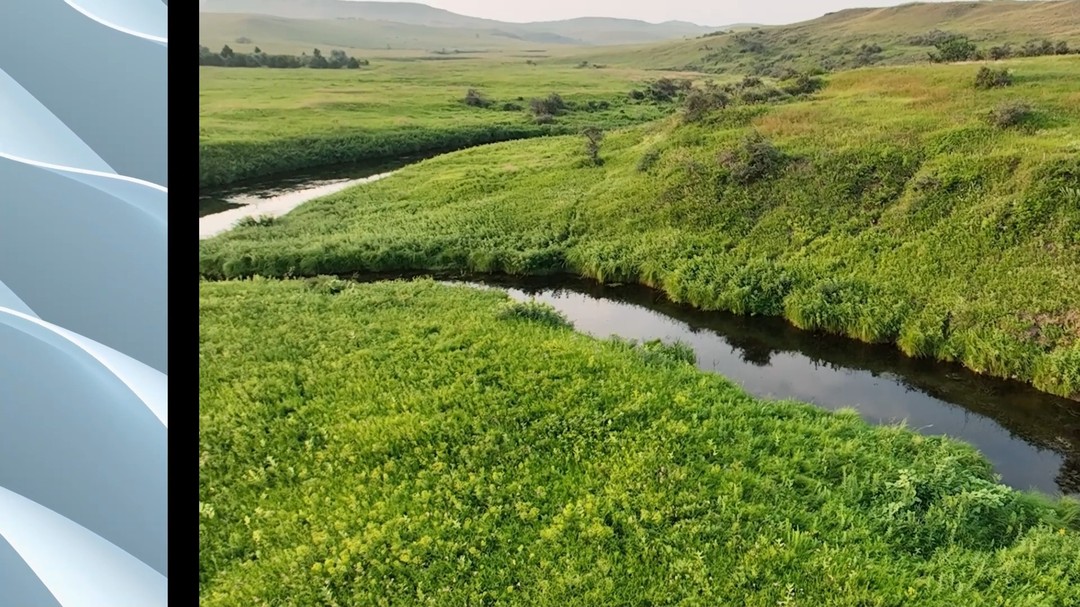 The North American Beaver is an environmental engineering master. Beavers positively impact the landscape in so many ways. If beavers are impacting your land and you need assistance with management, we are here to help. NRE has experience working with beavers towards the same goal of restoring the landscape. #ecologicalrestoration #beavers #streamrestoration