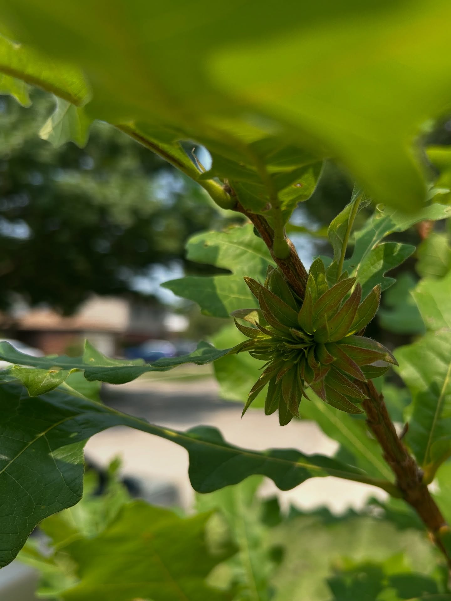 Nature’s architecture at work! This little ‘rose’ on my oak isn’t a flower—it’s a rosette gall created by a tiny native wasp. Galls like these don’t harm the tree and are part of a fascinating ecological web. Keep looking closer—there’s a whole world happening in our trees.
#NativePlants #InTheWild #lookcloser #natureandblooms