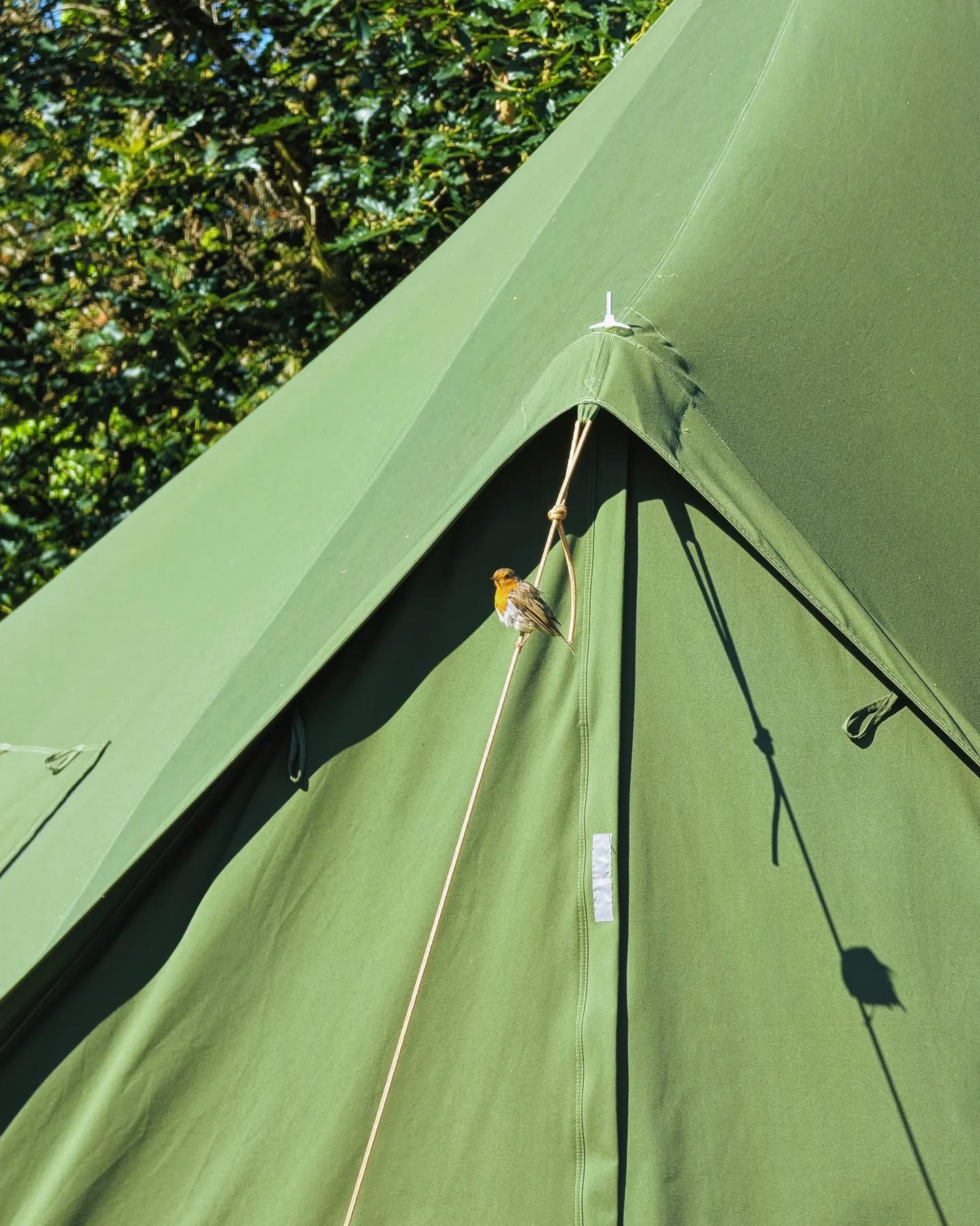 This little robin isn't deterred by campers! We spot lots of birds up here on North Hill and the robins tend to be the bravest of the bunch!
#campsite #camping #birds #birdwatching #minehead