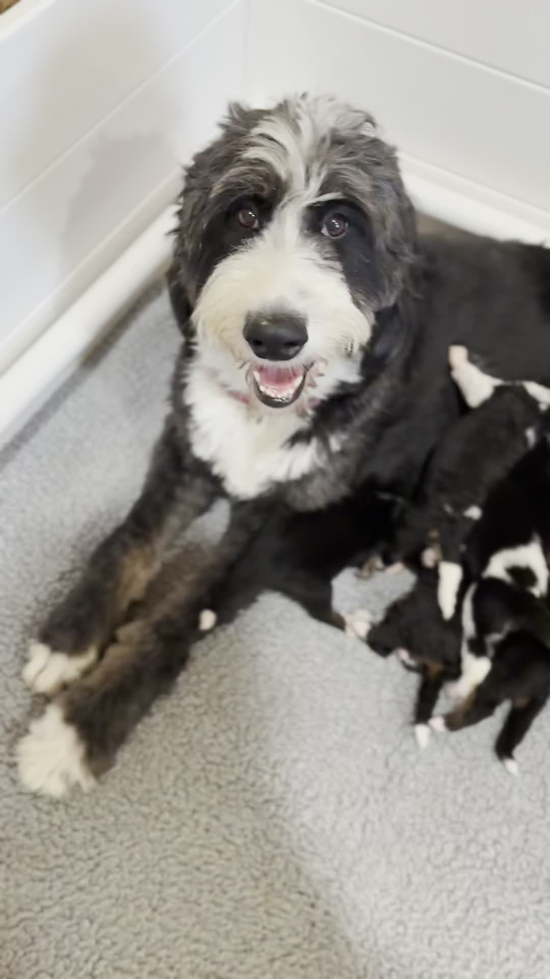 Mama Sola doing what she does best! Her 3 week old Coffee Shop Litter of Multi Generational Bernedoodles are thriving! #Bernedoodle #BernedoodlePuppy #BernedoodleBreeder #BernedoodlesOfInstagram #MiniBernedoodle #StandardBernedoodle #BernedoodleLovers #BernedoodlePuppiesForSale #TexasBernedoodles #DFWPuppies