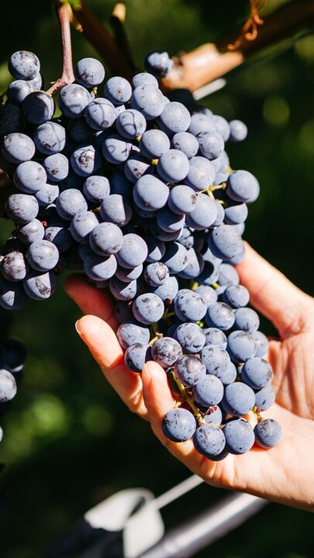 Expierence the difference 🍇
Die Identität eines Weins entsteht aus seinem #Terroir – einem feinen Zusammenspiel von Boden, Klima und Reifeprozess.
Doch gerade in der letzten Phase der Saison können Spätinfektionen die Qualität des Weines gefährden.
Ascovite von intact unterstützt die #Rebe genau in diesem entscheidenden Moment:
Es stärkt die Vitalität, verbessert die Aufnahme von Mikronährstoffen und trägt zum physiologischen Gleichgewicht der Pflanze bei.
Für gesunde Trauben, reich an Aromen – bereit, im Glas ihr ganzes Potenzial zu entfalten. 🧡
#intactsolutions #growingsolutions #zeroresidue