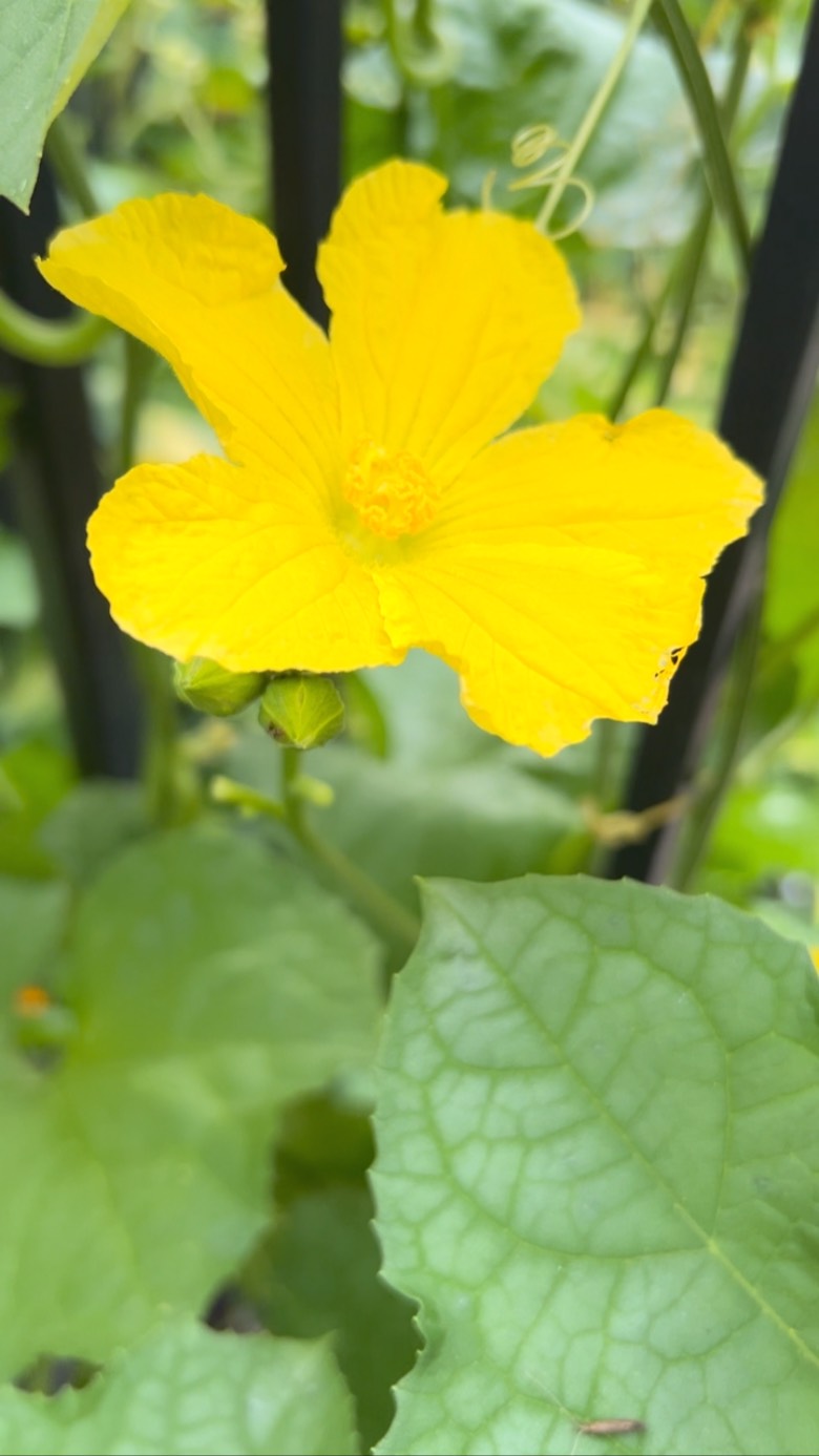 The male luffa blossoms are showing up! Which means soon I may have some little sponges on the vine — don’t worry if you see some blossoms drop to the ground — this is totally normal as you always have more male than female flowers and once not needed they drop to the ground. Happy Luffa (loofah) growing! #luffa #luffasponge #gardening