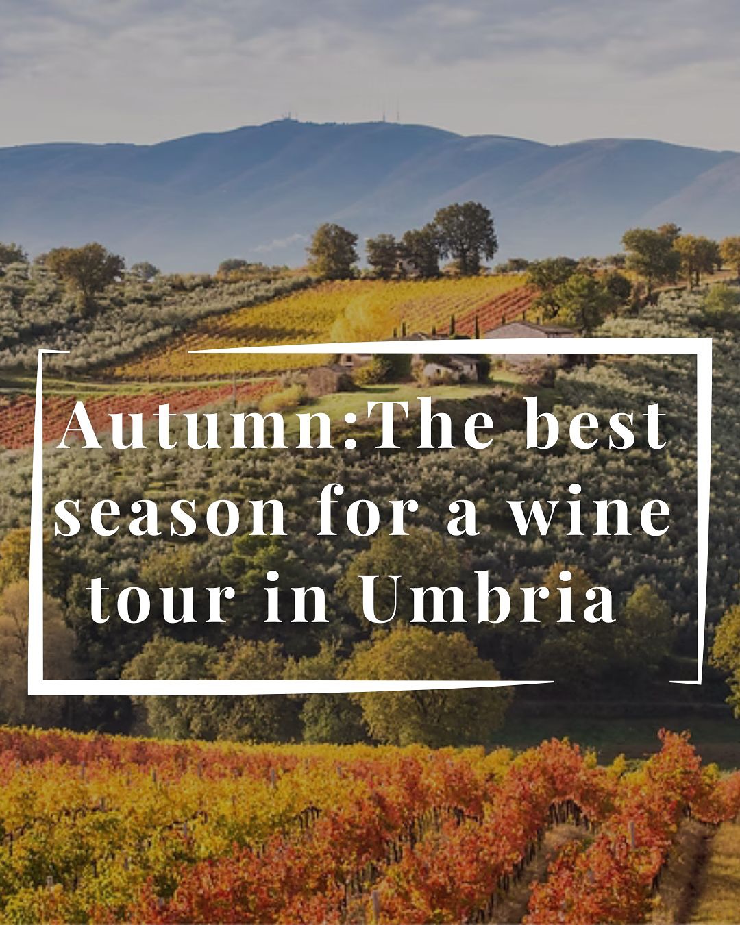 🍷🍂Autumn in Umbria is not just a season — it’s a feeling.
Golden vineyards. Quiet medieval towns. Rich, earthy flavors in every glass and plate.
It’s the time of year when the landscape glows and the pace slows, inviting you to live — fully, deeply, and deliciously.
🍇 Want to know why fall is the perfect moment for your Italian escape?
📖 Read the full story on our blog — link in bio.
#GreenwaysItaly #AutumnInUmbria #PrivateWineTour #SlowTravel #LuxuryTravelItaly #Sagrantino #TasteItaly #ExploreTasteLive #WineLovers #ItalianCountryside #TravelForWine