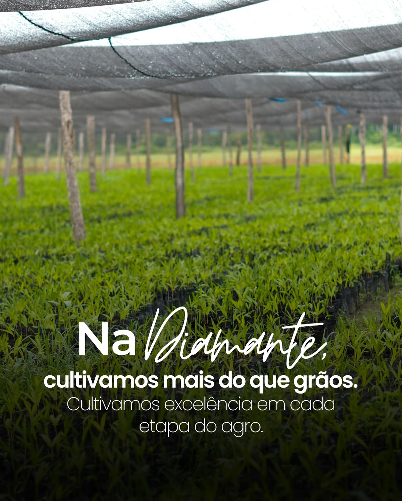 Na Diamante, cultivamos mais do que grãos — cultivamos excelência em cada etapa do agro.
🌾 Do preparo do solo à entrega final, cada decisão carrega técnica, propósito e compromisso com o produtor.
#diamanteagricola #soja #agro #