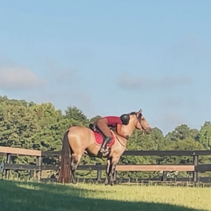 The other day I started a post off talking about developing young dressage horses, with the point of the conversation having little to do with developing young horses. I want to actually dive into that today.
When I start and develop young horses I think big picture and I don’t solely tackle it from the perspective of creating a show horse. Development is slow and intentional. I create plans and sessions around the thought of “is this work going to add to the horse or take away from them?”. Are we taking steps forward, even if they are minimal… Will their foundation be so rock solid that they not only flourish in the arena, but anywhere life may take them?
And so often times, my development of young horses may seem like watching paint dry. But once that pint dries and you take a step back, you realize you are looking at a masterpiece. A work of art that could only come to life through the slow, thoughtful and passionate work. Through loving and careful development. And not in being careful through fear of failure, but rather to be careful in desire to preserve beauty that has always been there. You are just the guiding hand that truly brings the horse into their own power