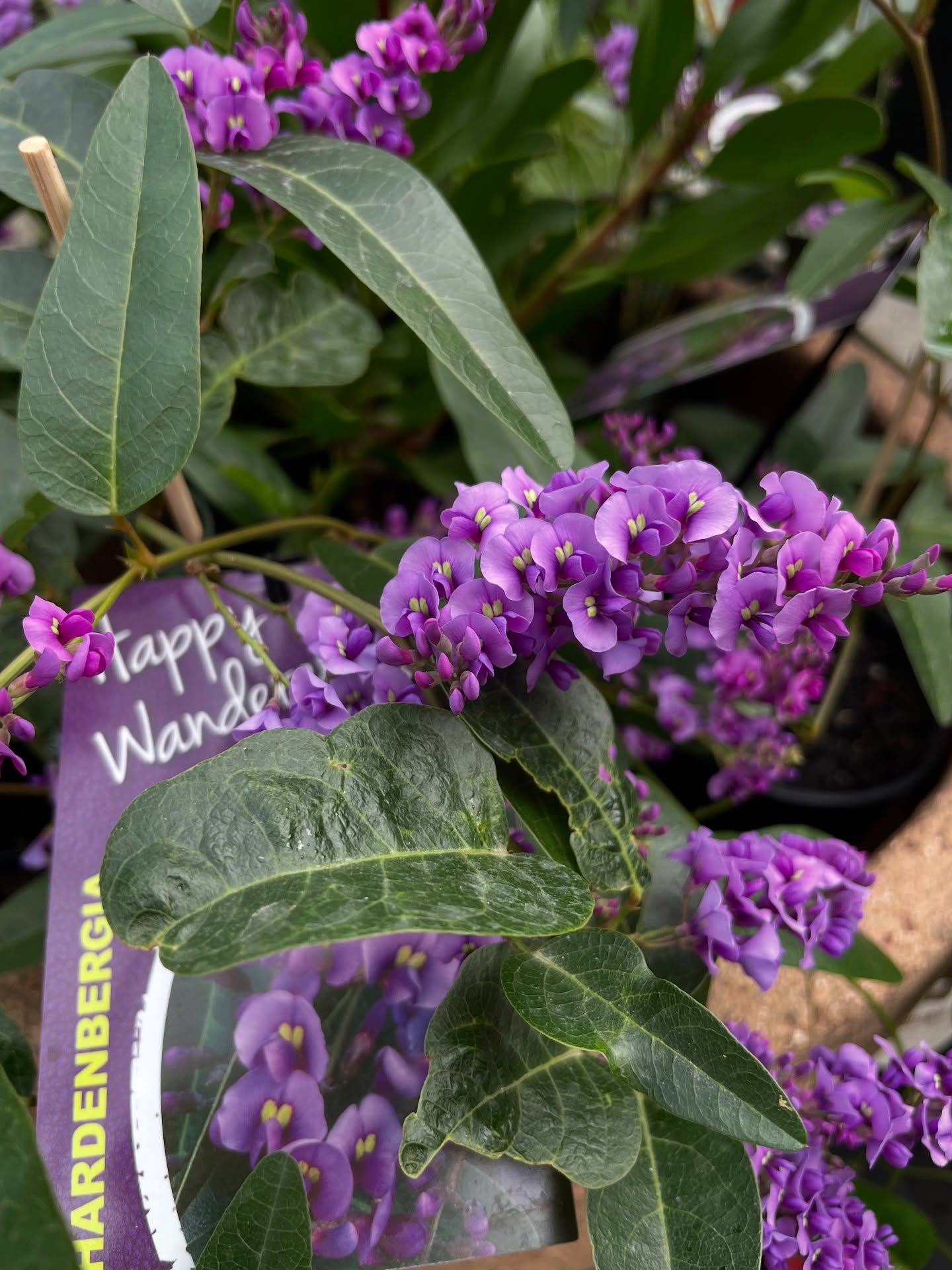 Our Happy Wanderer are really living up to their name 💜