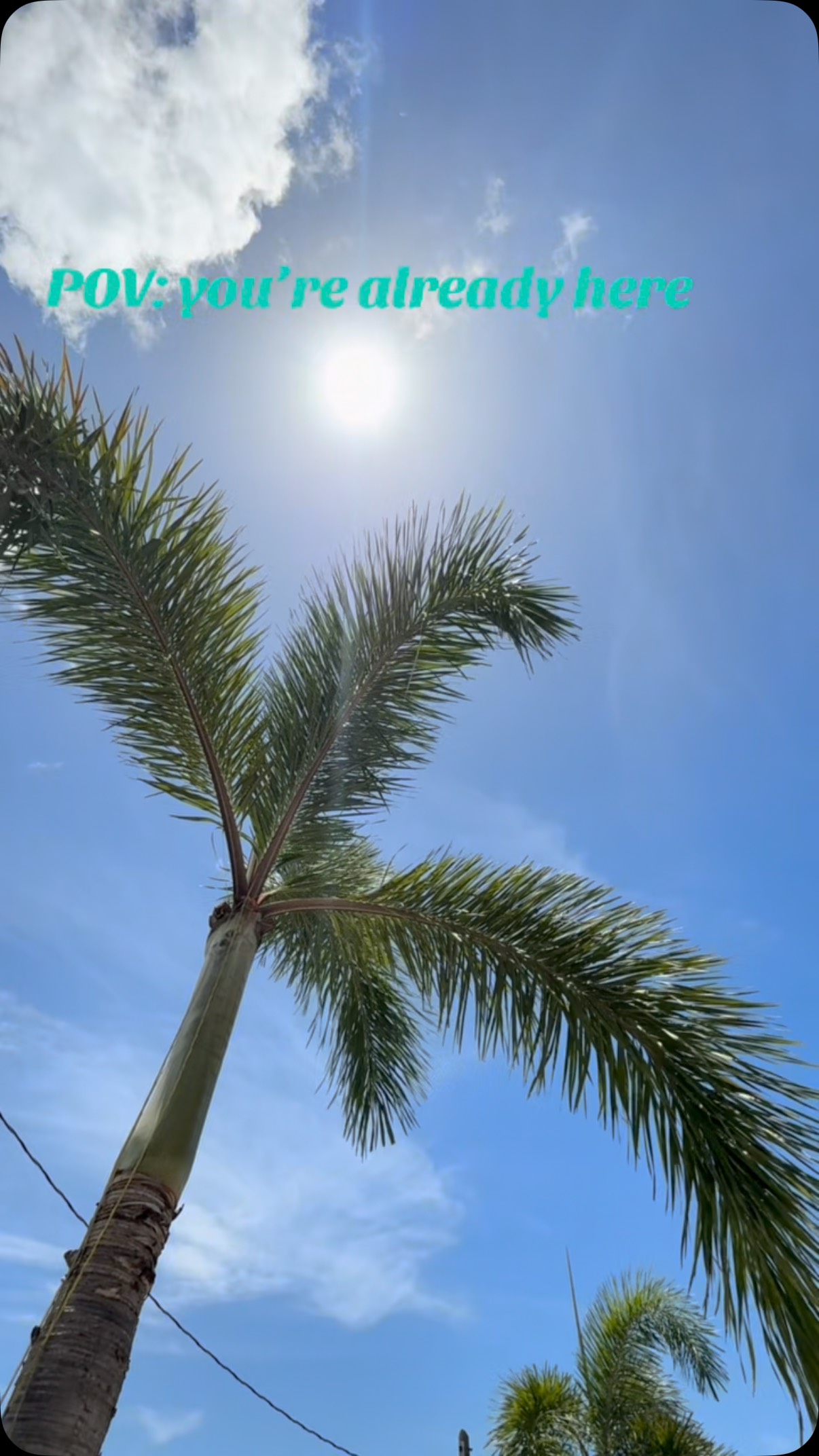 Life looks better from under a palm tree#leoskeywestcampground #keywest #keywestvacation #floridakeys #rvlife #visitflorida #camping #