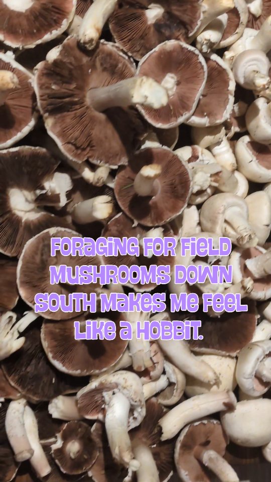 I forget how amazing our Right to Roam act is in Scotland... Until I find myself foraging for mushrooms like a hobbit....
In all seriousness, the fact that we can walk almost anywhere in Scotland feels natural and just and absolutely necessary when the mushies start to rise!
I've been visiting family in Wales this week and the fields are dotted with field mushrooms. Unlike home, I am not supposed to go into any fields that don't have official footpaths and rights of way. I should ask the landowner for permission to enter. Hmmmmm. What would a hobbit do? 👣