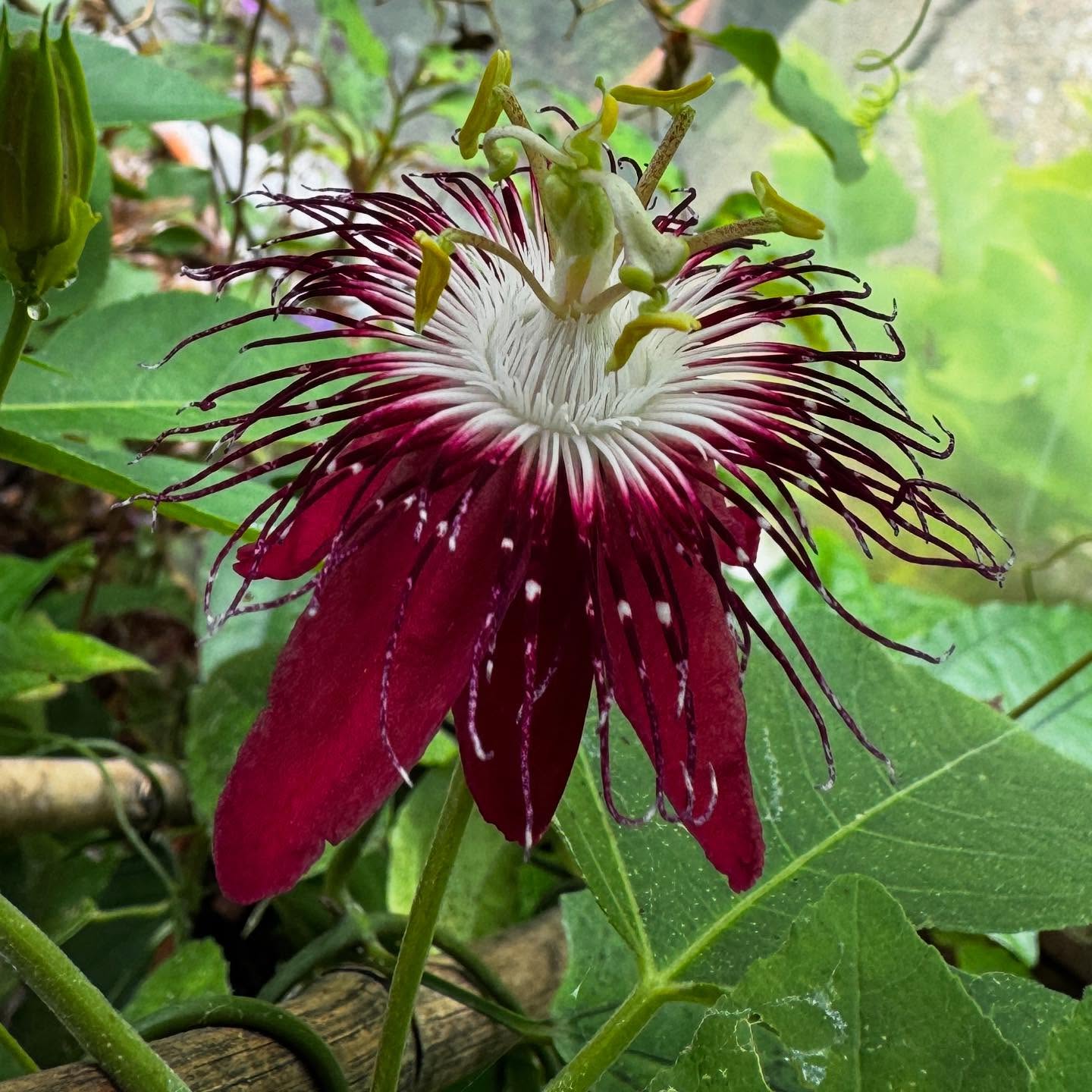 This year we have been starting to ramp up production of new and rare cultivars for next year to make them more available for all, one group, passiflora we will be bringing over 20 new species/cultivars for sale, such as this passiflora lady margaret. #rareplants #plantsmakemehappy #plantsplantsplants #exoticplants #tropicalplant