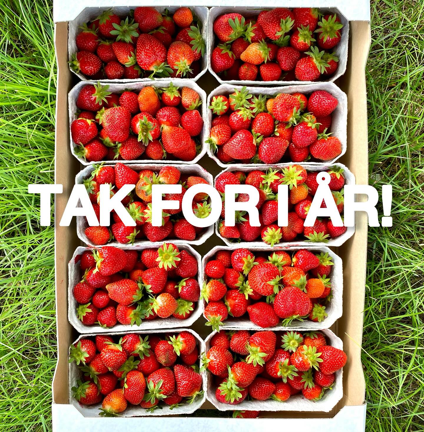 Tak for en fantastisk sæson 2025! 🇩🇰🇩🇰🇩🇰
Tak til alle de nye kunder, der har taget godt imod Det Glade Jordbær 🍓👋🏼 og tak til alle vores stamkunder der trofast vender tilbage år for år og omfavner os med jeres positivitet omkring vores koncept. Det har som altid været en kæmpe fornøjelse, både for vores sælgere ude i boderne, og hele teamet bag!
Vi oplever hvert år en kæmpe stor glæde og begejstring for Det Glade Jordbær. Vi er derfor altid på udkig efter nye steder 🎪📍
Har du et godt forslag til en ny by eller placering, du synes mangler Det Glade Jordbær? Så skriv endelig nede i kommentaren
Vi kan ikke vente med at se jer alle sammen igen til 2026!
Både gamle og nye steder og med en masse lækre, friske varer over disken! 🍓🍒🫛🥔🇩🇰