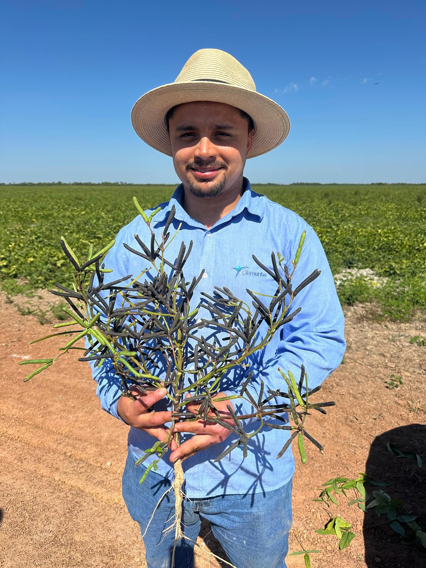 Poderia ser só um post para dizer que essa safra de feijão mungo preto vai ser um estouro💥🫘 ! Mas é mais que isso, é para reconhecer o trabalho árduo, a dedicação, a resiliência, a parceria Diamante/BionD e principalmente o crescimento profissional de todos que fazem a safra acontecer! (📸Na foto nosso gerente @gleyson_moreira_rodrigues da Faz Diamante)#diamanteagricola #feijões #feijãomungopreto #agro @biondbioeficiencia