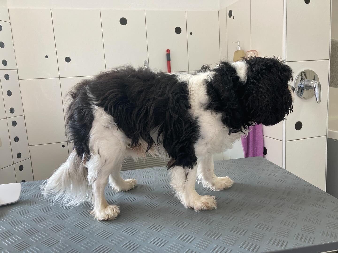 Vorher....Nachher✨💙 Mikey bekam eine hübsche Sommerfrisur🌞🥰
#kingcharlescavalier