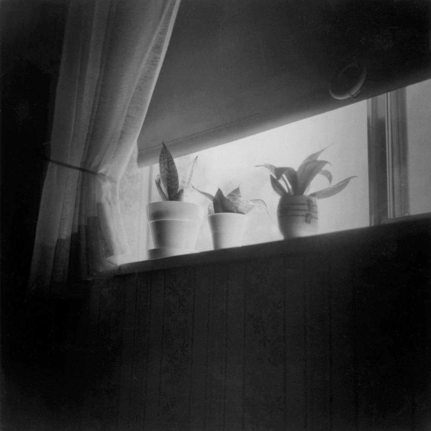 This photo was taken approximately 50 years ago with a Rolleiflex that I received as a Christmas gift from my husband. The Tri-X film was processed and printed by me earlier this summer. Some things just last! #rolleiflex #gelatinsilverprint #analogphotography #mediumformat #janecampart