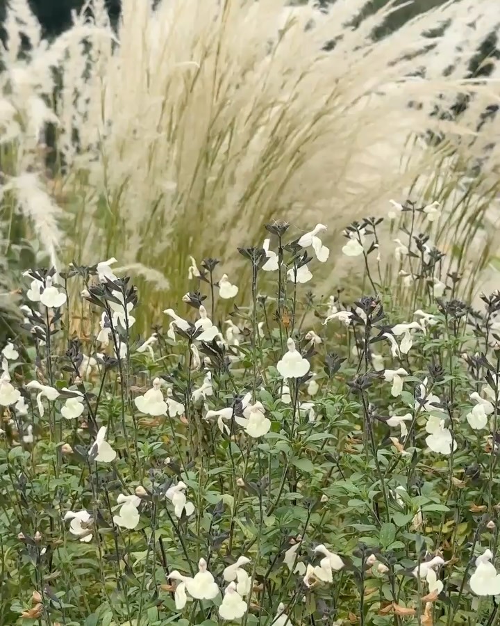 A well overdue studio visit to the Serge Hill Project Plant Library this week, offered far more than a stroll through the garden, it was a walk through a living catalogue of horticultural exploration.
The Plant Library is an extraordinary educational resource, laid out in a precise grid with over 1500 herbaceous varieties to study up close. Each metre‑square plot is documented with a number and connected to a master database, paired with QR codes, it’s an exceptionally accessible tool for garden designers, students, horticulturalists, school groups and curious gardeners alike.
One of the highlights was the sand garden at the top of the slope, drought‑tolerant species planted in a half‑foot deep layer of sharp sand, offering invaluable insight into how plants adapt to challenging, free‑draining conditions. Visiting felt like stepping into a living classroom where texture, foliage, form and planting suitability are vivid lessons.
And then there’s the Barn Garden, Tom Stuart‑Smith’s Chelsea Flower Show 2006 gold‑medal design thoughtfully relocated to his home. The sunken courtyard with weathered clay brick paths and raised corten water features remains quietly inspiring in its new setting, and the striking combination of soft grasses and architectural eryngium is lovely!
We were free to roam the wider garden including the prairie and natural swimming pond.
A day rich in learning, design and inspiration, many thanks to the whole team @sergehillproject we loved it!