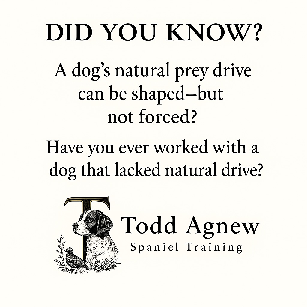 Did you know? A dog’s natural prey drive can be shaped—but not forced. Have you ever worked with a dog that lacked drive? Share your story below!
⸻
🏷️
#GunDogTraining #SpanielTraining #PreyDrive #DogBehavior #ToddAgnew #BirdDogBasics #UplandHunting #DogTrainingTips #FieldDogPrep #TrainWithPurpose
⸻
Ready to unlock your dog’s full potential?
▶️ Visit www.spanieltraining.com to start shaping driven, reliable gun dogs today!