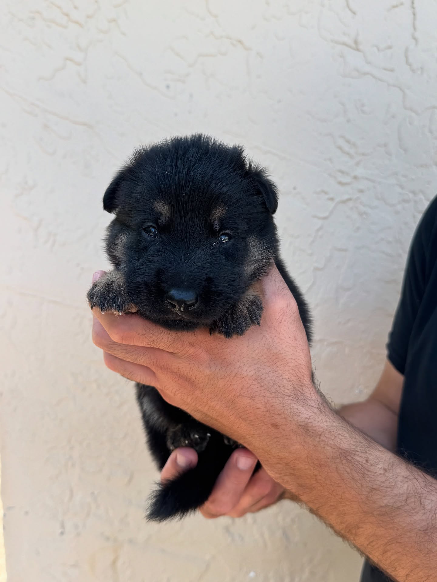 3 weeks old!
They are all on the move and starting to show their personalities. Teeth are just starting to come in and ears have just opened up.
Male reservations available!
•
•
#germanshepherd #gsd #germanshepherdpuppies #blackgermanshepherd #workingdog #sportdog #igp #psa #frenchring #akc #ukc #iabca
