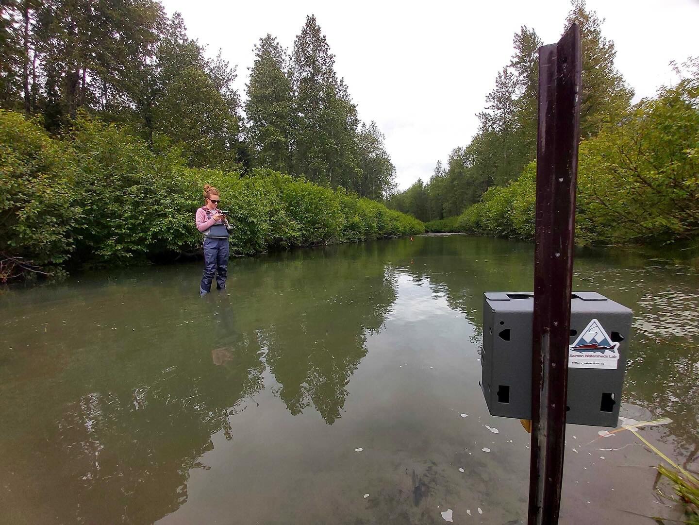 Some recent photos from fieldwork in and around the Taku watershed 🐻🐺🐟
During this trip, Britt and Jon deployed camera traps on three watersheds experiencing recent glacier retreat.
This was done to better understand how wildlife use recently deglaciated floodplains - especially in response to salmon that are starting to use these areas as well (glacier retreat = new potential habitat for salmon). Examples of wildlife that they are expecting to find are wolves, grizzly bears, and moose!
This work is part of Britt’s PhD investigating emerging habitat due to glacier retreat, and how this will impact the development of and interactions between salmonids and floodplain wildlife communities.
Her work is a part of the Salmon Resilience Initiative, a larger project looking to inform land use planning and policy in a way that furthers climate change resiliency within the Taku River watershed and its salmon.
This initiative is led by the Taku River Tlingit First Nation in collaboration with SFU, University of Montana, and the University of Washington.
.
.
.
#glaciers #melt #newhabitat #salmon #wildlife #bears #moose #wolves #grizzlies