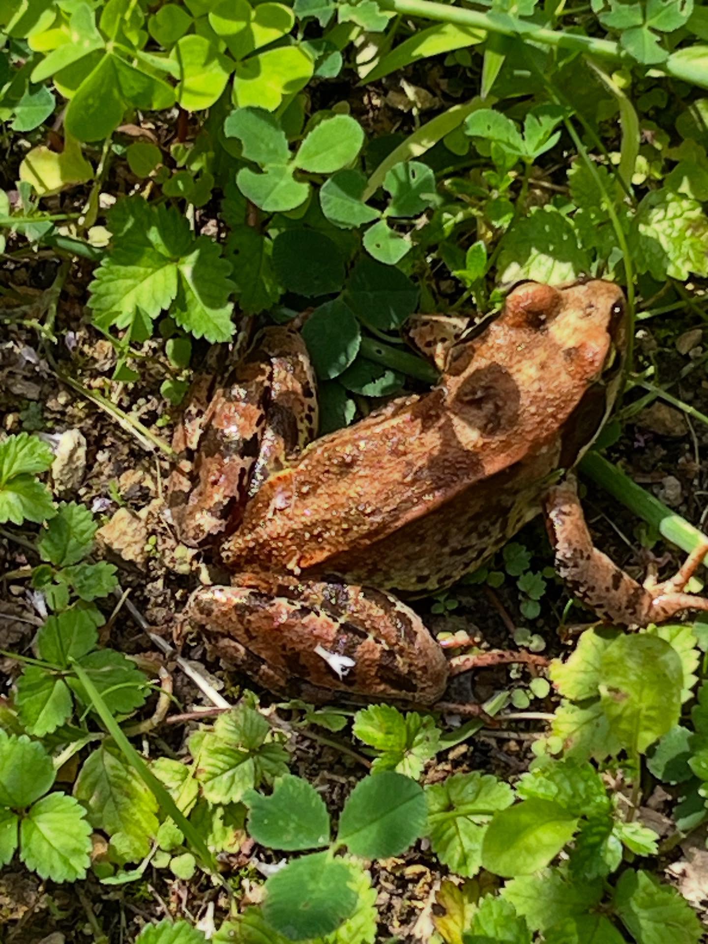 We hebben niet alleen groene kikkers en padden in onze tuin. Uit de kruidenbak sprong deze bruine kikker toen ik de plantjes water aan het geven was.