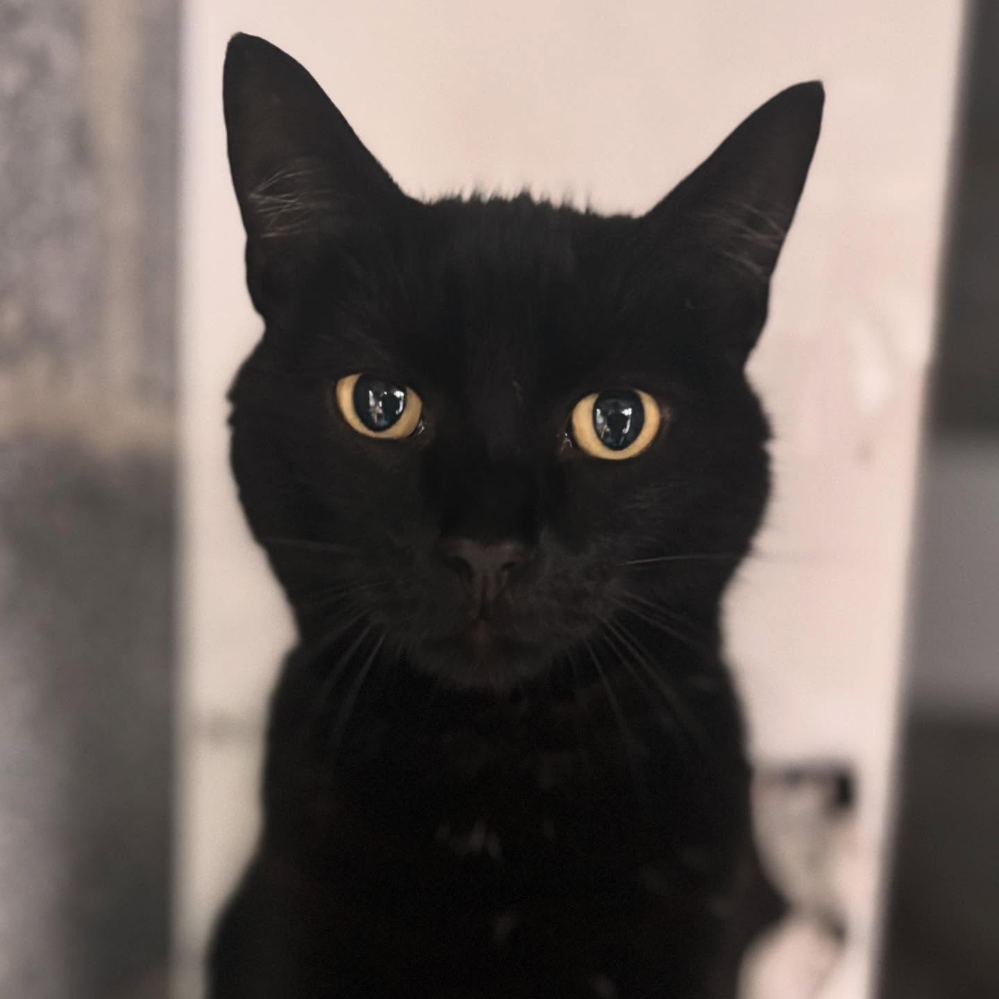 3️⃣ times the fun! 😻😻😻 We’re absolutely loving having Bagheera, Pebbles & Oreo staying with us! 😽 The purrrrfect guests! 😊