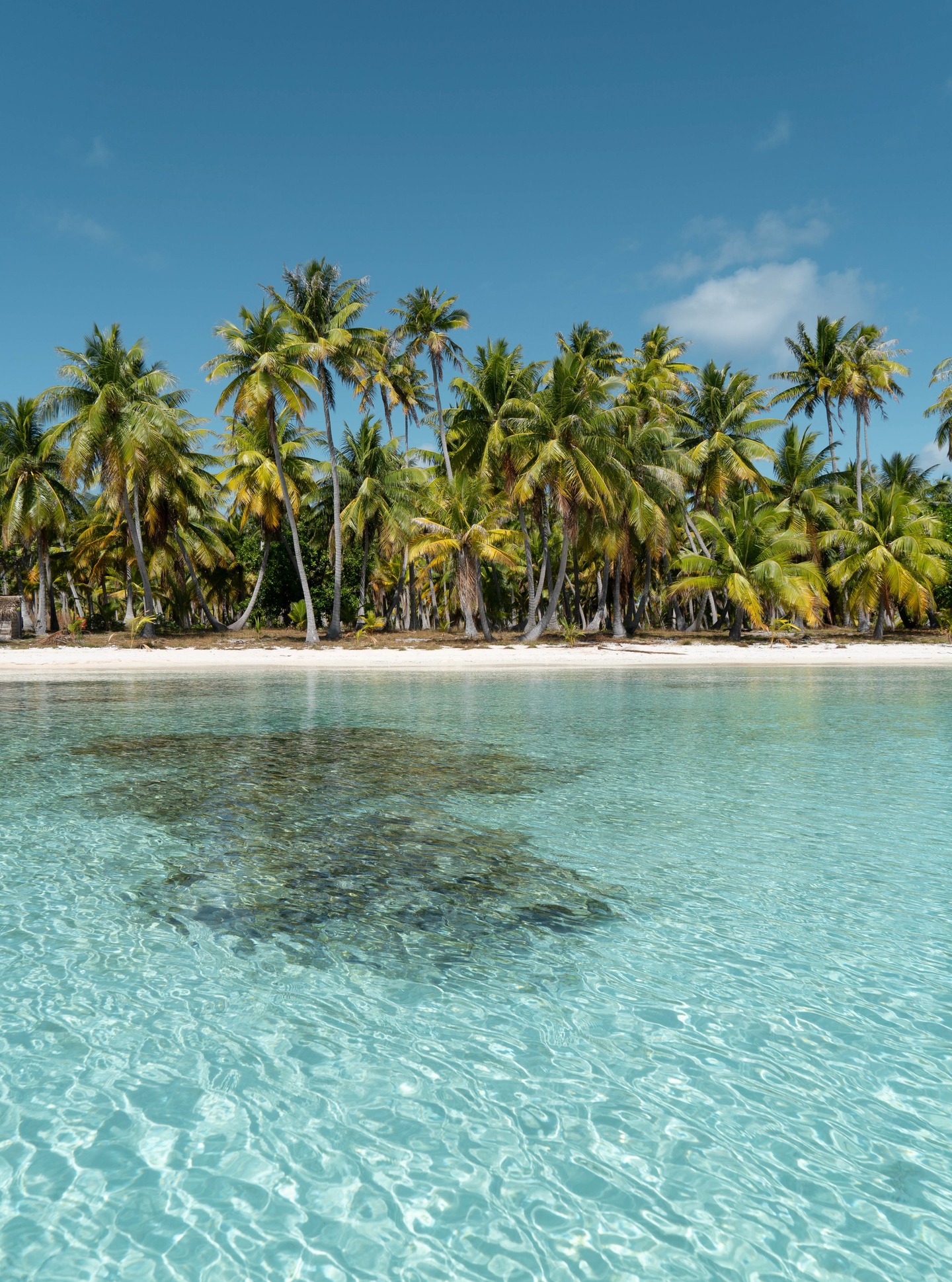 Frente a ti, el azul cristalino del lagón. A tus pies, la arena más pura. Sobre tu cabeza, el susurro de los cocoteros. No es un sueño: es la Polinesia Francesa, un paraíso real para viajeros exigentes.
-
Before you, a turquoise lagoon. Beneath you, silky white sand. Above you, the whisper of coconut palms. This isn’t a dream—it’s French Polynesia, a true paradise for discerning travellers.
#MoemoeaTravel #PolinesiaFrancesa #FrenchPolynesia #Tuamotu #IslandParadise #PostcardPlaces #DreamDestination #LoveTahiti