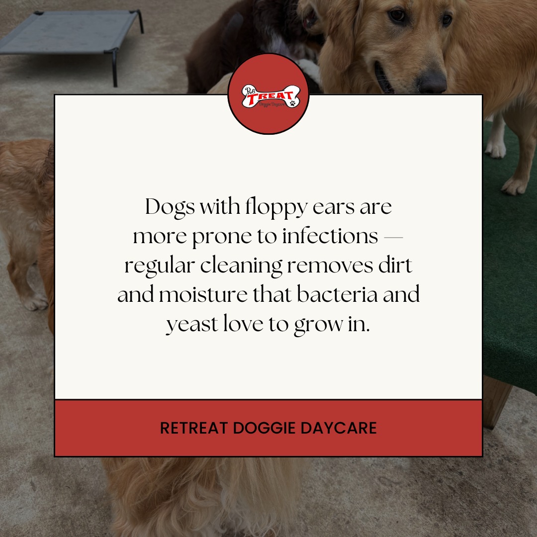 Learn more about preventative care on our website ❤️ Link in bio‼️🤩