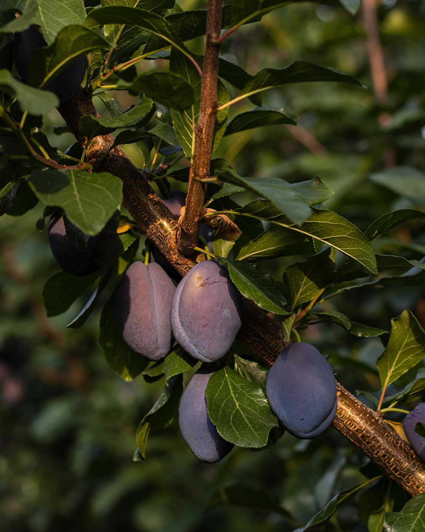 Unsere Zwetschgen sind reif - süß, saftig und aromatisch. Ein absoluter Genuss um sie einfach so zu essen oder natürlich einen feinen Zwetschgenkuchen zu backen. Und da wir hier alle Zwetschgenkuchen und um so mehr noch Streusel lieben, habe ich heute ein bisschen gebacken. Lust es auch auszuprobieren? Dann los… Nehmt eine Backform 28cm, fettet sie mit Butter aus. Stellt dann aus folgenden Zutaten einen Mürbeteig her: 250g Mehl, 125g Magarine, 60g Zucker, etwas Backpulver und 1 Ei. Den Mürbeteig für einen Moment kalt stellen und dann ausrollen und die Springform damit auslegen, so dass ein kleiner Rand entsteht. Ca. 1-1.5 kg Zwetschgen entsteinen, einschneiden und die Form damit auslegen. Im Anschluss mit der Hand aus folgenden Zutaten feine Streusel kneten: 150g Mehl, 100g Butter und 75g Zucker. Die Streusel nun über die Zwetschgen verteilen. Nach Belieben kann über die Zwetschgen oder in den Streuselteig etwas Zimt gegeben werden. Den Kuchen nun bei 180 Grad Heißluft 30-35 Min backen. Nach dem Backen auskühlen lassen und mit Sahne oder einer feinen Kugel Eis genießen. Alternativ kann man für den Boden auch einen Hefeteig nutzen oder das ganze ohne Boden in einer Auflaufform als Crumble servieren. Lasst es euch schmecken. #zwetschgenkuchen #zwetschgewaie #backen #zwetschgen #zwetschgenzeit #zwetschgenbaum #liebe #foodfotografie #foodlover #hofladenlang #hofladen #wintersweiler #kandern #karsau #schwörstadt #lörrach #wochenmarkt #wochenmarktlörrach #wochenmarkt24dreiländereck #regional #saisonal