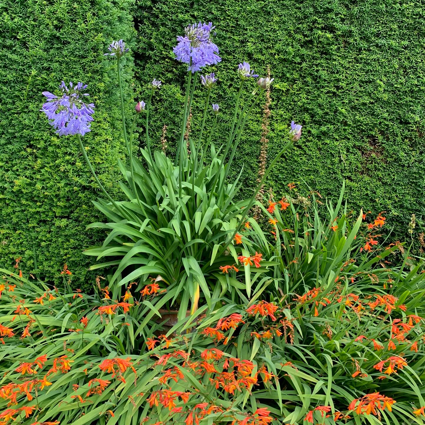 Blue and orange. A curious colour combination, perhaps aided by the green of the yew behind!
#agapanthus #montbretia #crocosmia
#gardenblog #garden #thescottishcountrygarden #scottishcountrygarden #gardenbloguk #scottishgardenblog #headgardenersblog #countrygardenblog
#gardenblogger #summergarden#scottishgarden #scottishgardener #gardenjournal #scottishgardenjournal #gardendiary #gardenersdiary #oldgarden #walledgarden #oldfashionedgarden #walledgardenblog #gardeninscotland #thegardeninaugust #augustgarden
#gardenwriter #ukgarden #gardensofScotland #gardensofgreatbritain