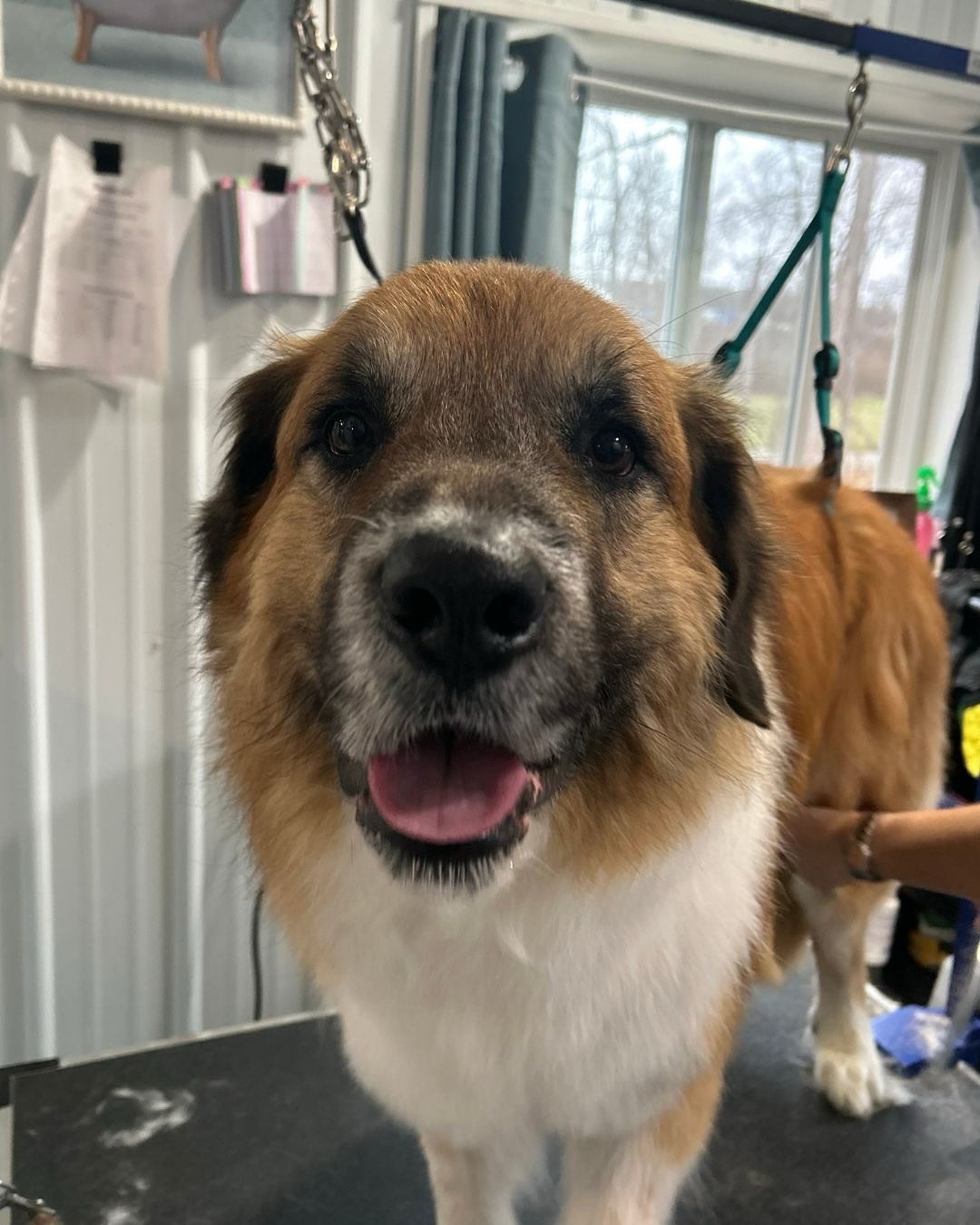 Everyone say hi to Packer💕🐶 Packer is a a semi - regular boarder with us at ReTreat. He is an Antolian Shepherd mix who is a giant teddy bear. Packer loves when he comes to visit - leaving his parents at the door most times without even saying good-bye! He is sweet boy who has a gentle side and loves to play. He is on a groom schedule with Kellye to help with all his hair! We love our Packer. ❤️