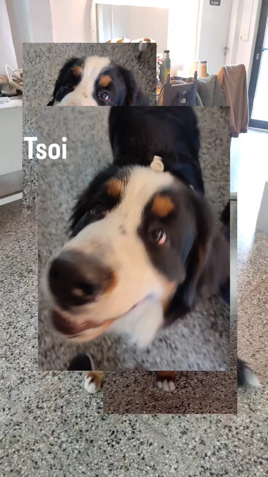 Los modelos de @happet.dogs son muy educados, lindos y algo locos, pero en @photostudiocks los queremos mucho!
Y la fotógrafa @jauriaph es la mejor con las mascotas! Siempre sabe cómo sacar su mejor lado!
#estudiofotografico #fotografia #alquilerestudiofotografico #sanisidro #buenosaires #zonanorte #mascotas #perros #mascotasfelices #fotomascota