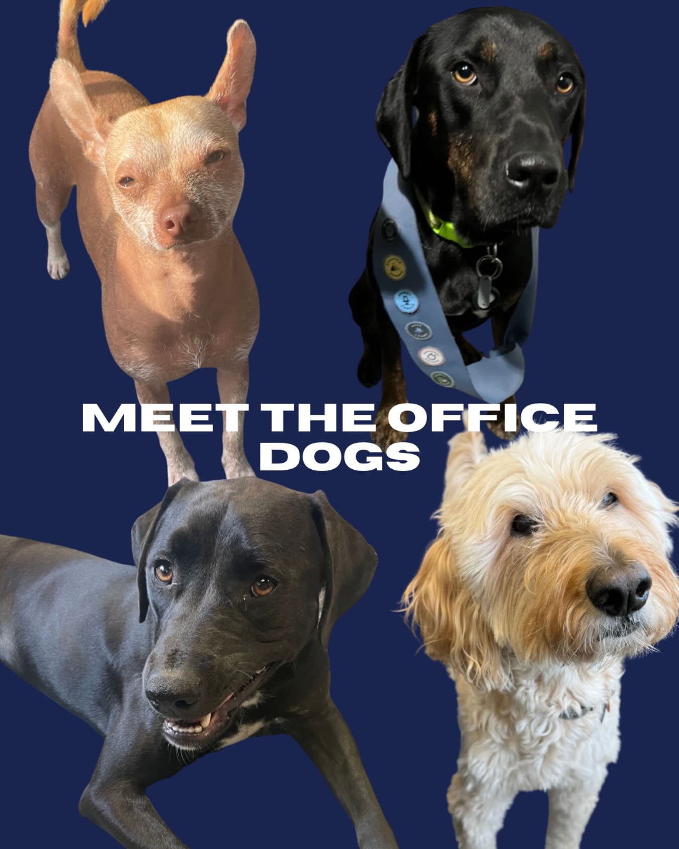 From guarding the office to boosting morale, these pups are the backbone of iPower 🐕💼
#iPowerGenerators #OfficeDogs #OfficeLife