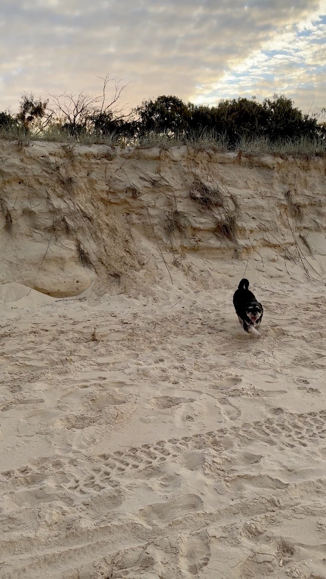 We all need to try new things, have new challenges and with support and encouragement we can accomplish almost everything, especially in play
#reachingforthestars #reachingforthetop #reachingforthesky #reachingforthesun #newchaĺlenges #dogs #encouragement #wordsofencouragement #connectioncircles #intentionalparenting #fillingmycup #lovethesky #meetingthechallenge #attachmentmatters #respectfulparenting #emotionalsafety #thriving #nevertolate #nevertolatetostart #nevertolatetochange #startyoung #beingwith #sunshinecoastfamilies