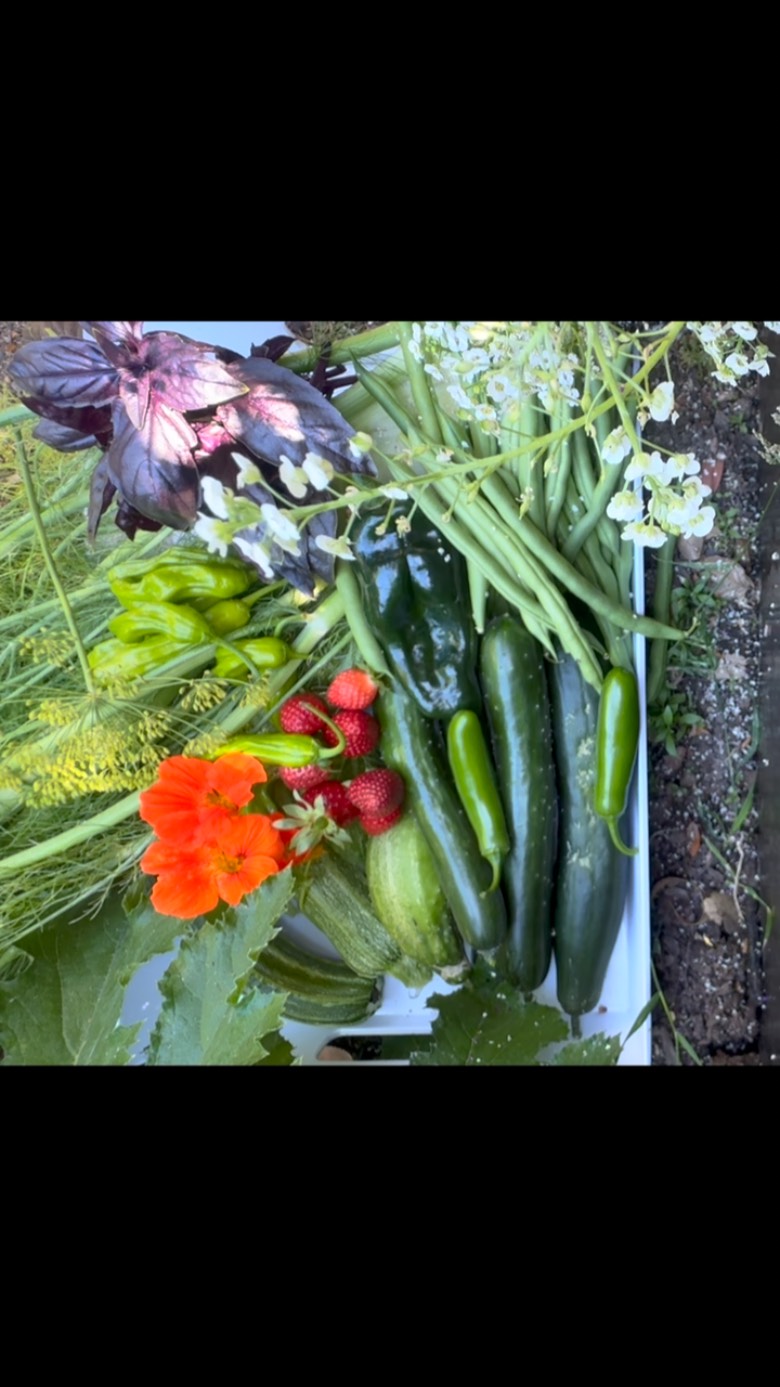 It's harvest time here at Yard To Table HQ, and we're reaping the rewards of our labor! Although we started our summer garden a bit late, the bounty is incredible.
Our summer harvest includes Armenian & Pickling cucumbers, Romanesco summer squash, Shishito, Poblano, & jalapeño peppers, Fennel, strawberries, purple basil, green pole beans, dill flowers, and nasturtium flowers.
Hope your garden's thriving too!
