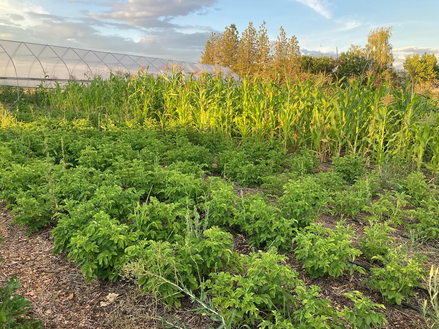 Growing our own food in #Montana with Staple #food #gardens - flour #corn and #potatoes patch, #squash patch, and dry #beans
