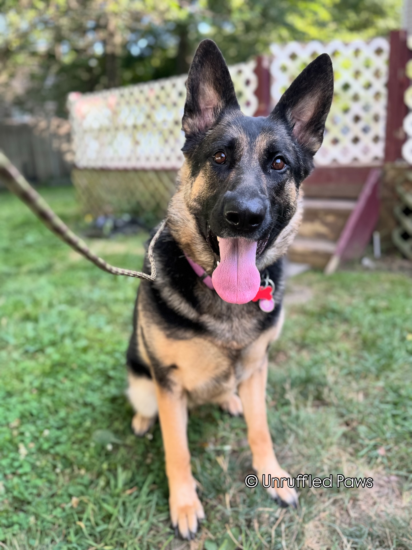 Meet Bailey 🐾 — a gorgeous, goofy, and very opinionated 2-year-old German Shepherd 🐕🦺 who’s spending 6 weeks with us for a dog aggression rehab program. The goal? Helping her get on much better terms with her sister at home 🏡🐶.
While Bailey isn’t doing too badly, she’s got a stubborn streak 😏 that’s definitely making her trainers work for every win 💪. But beyond that sass, she’s sweet as can be 💕, absolutely loves her yard zoomies 🏃♀️💨, and is always up for a good sniff game — especially when scatter feeding is involved 🐽✨.
Here’s to progress, patience, and maybe just a little less attitude by graduation day 🎓🙌.
#UnruffledPaws #DogAggressionRehab #GermanShepherdTraining #DogRehabJourney #BalancedTraining #DogTrainerLife #WorkingDog #ShepherdsOfInstagram #TrainingTakesTime #DogTrainingJourney #DogBehaviorModification #DogTraining